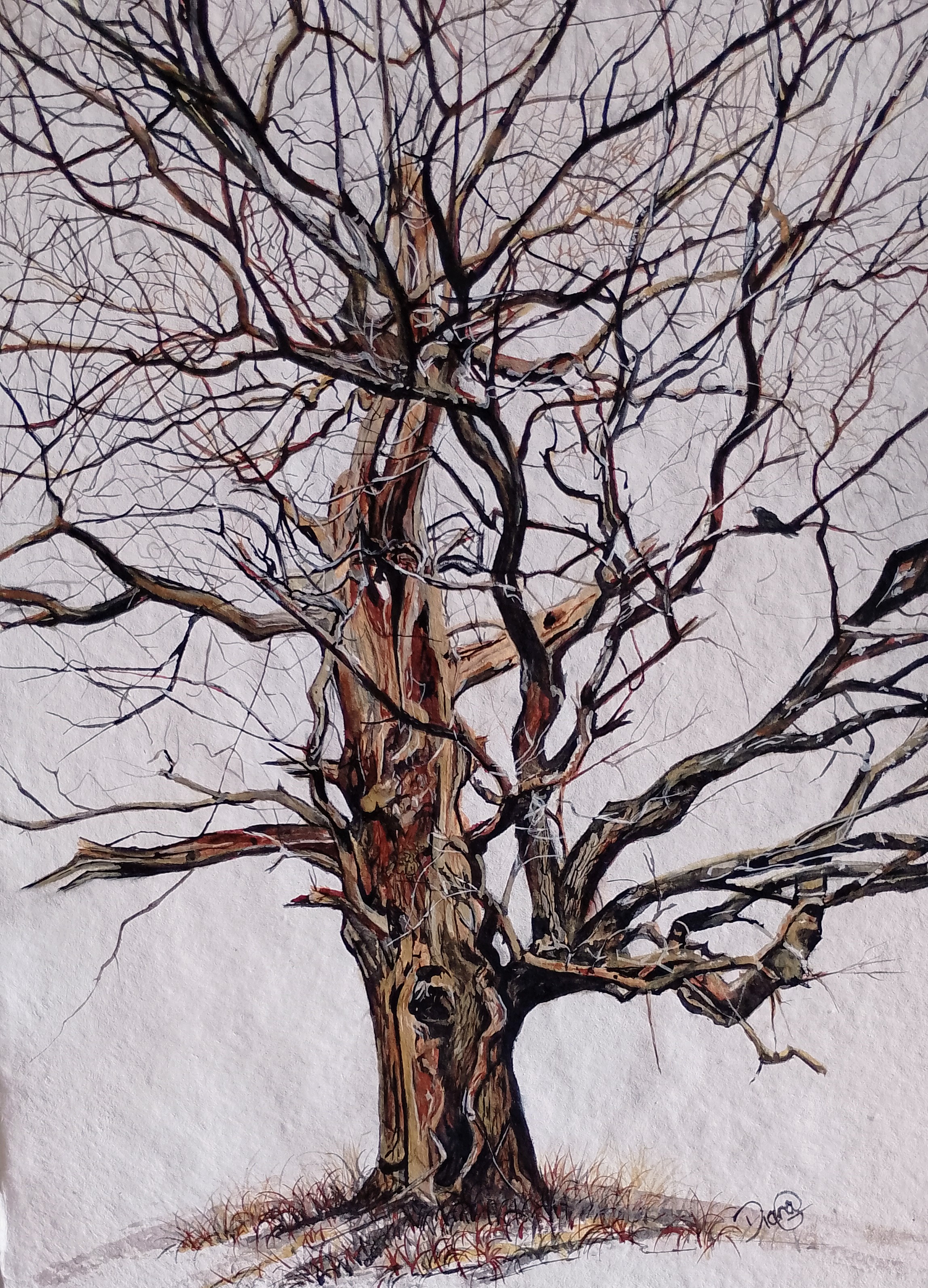 Kedleston Hall Oak.jpg